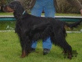 Setter Gordon SUNDOWNER'S QUATTRO Setter Gordon SUNDOWNER'S QUATTRO